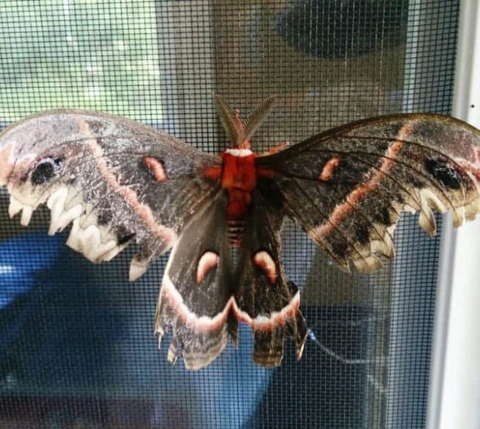 maroon moth