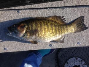 Smallmouth Bass