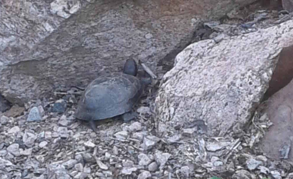 Turtle after laying eggs July 10, 2017