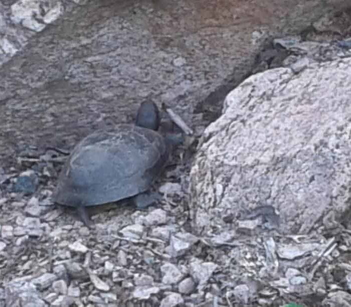 Turtle after laying eggs July 10, 2017