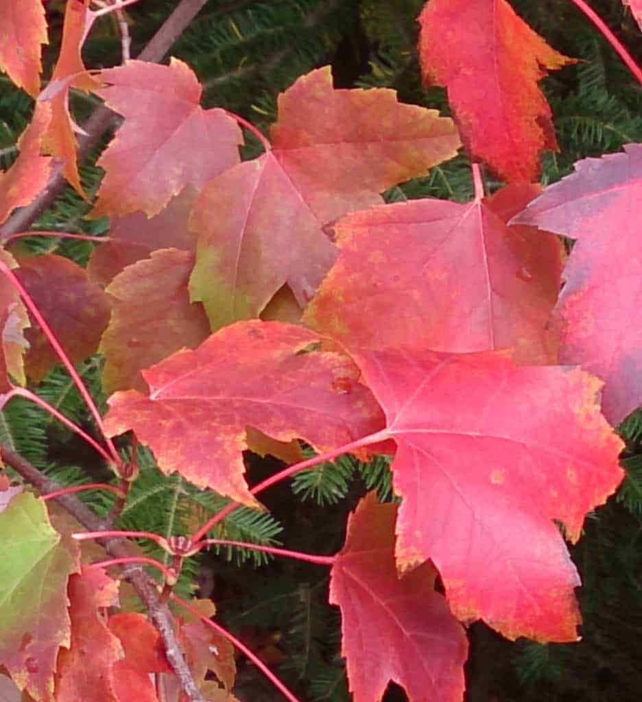 27c-on-the-first-day-of-fall-glen-echo-cottages