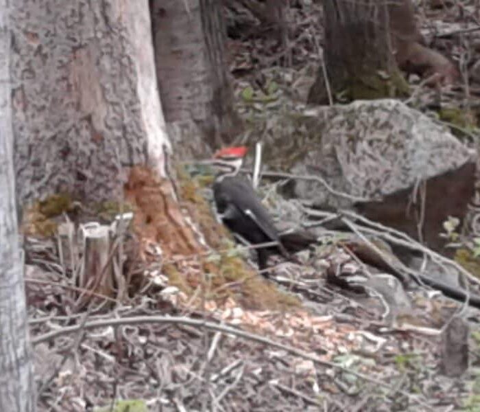 Pileated woodpecker