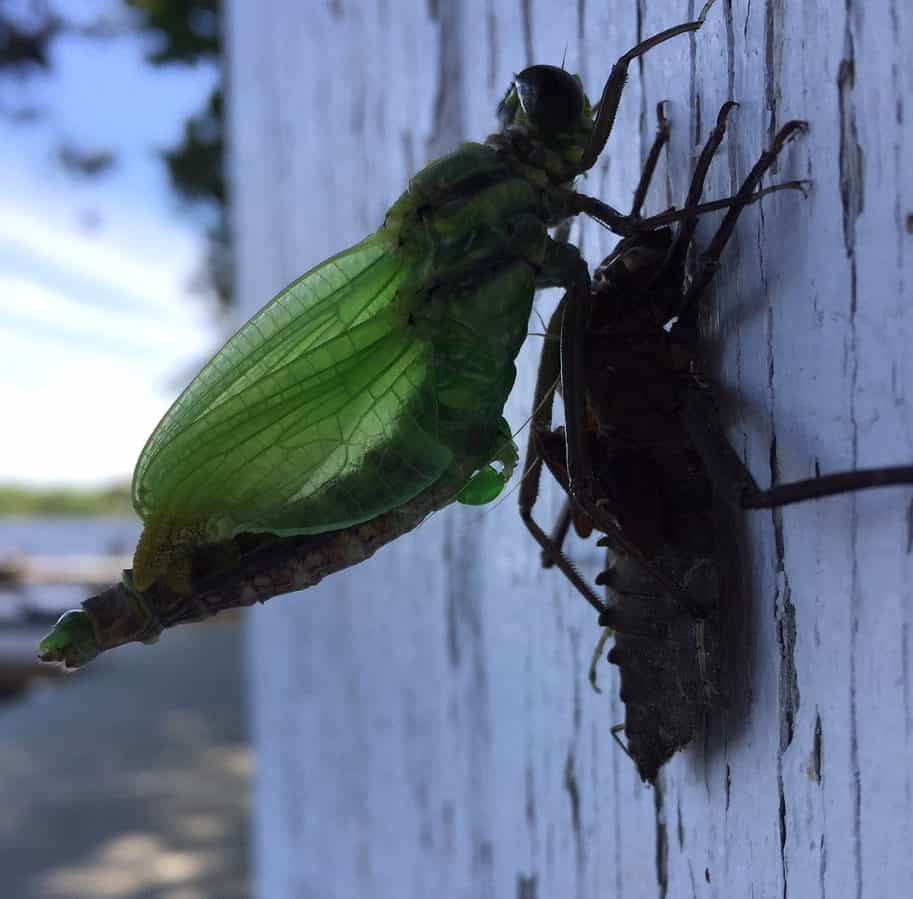 Ales Green Flexx Dragonfly Nymph